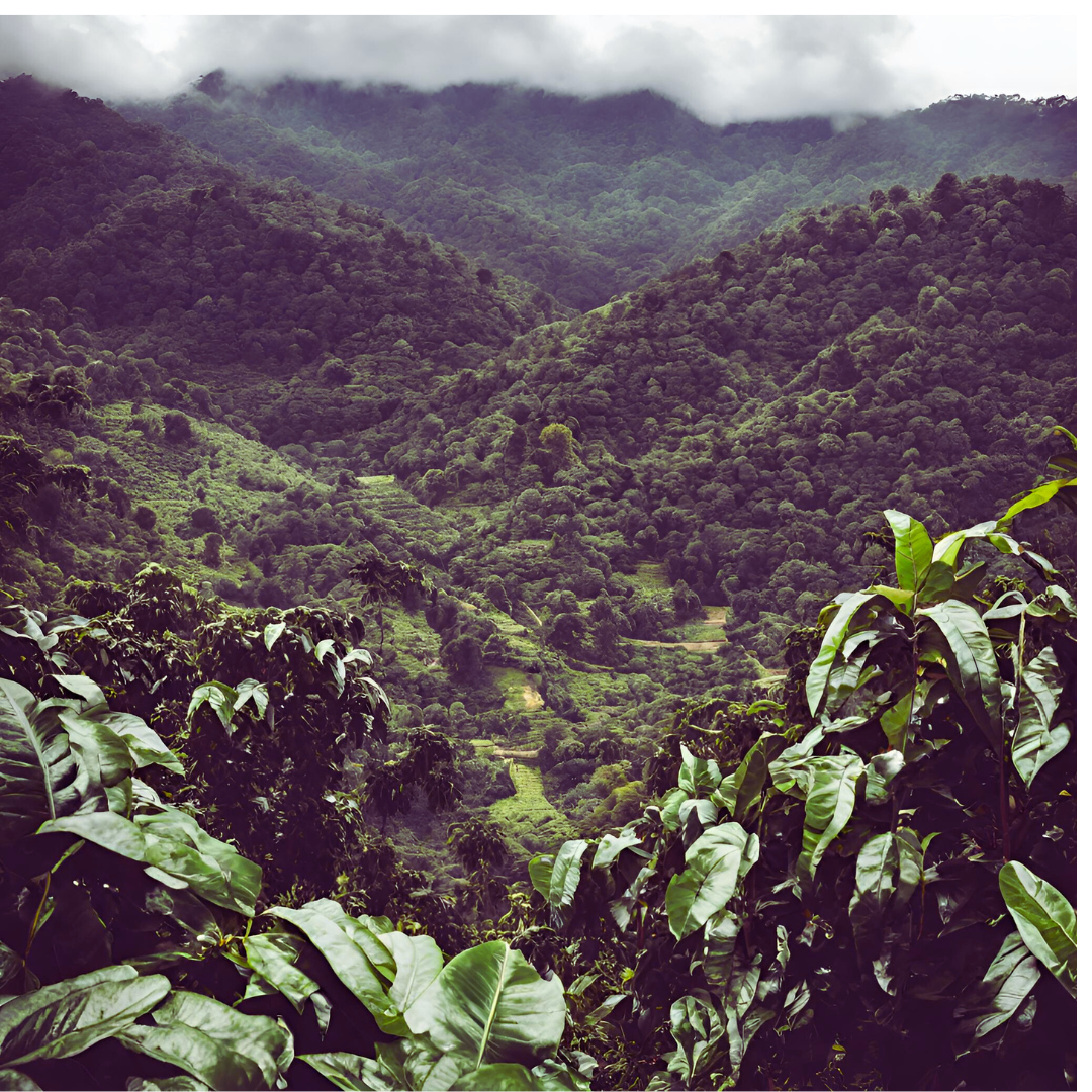 Un dia por el cafetal